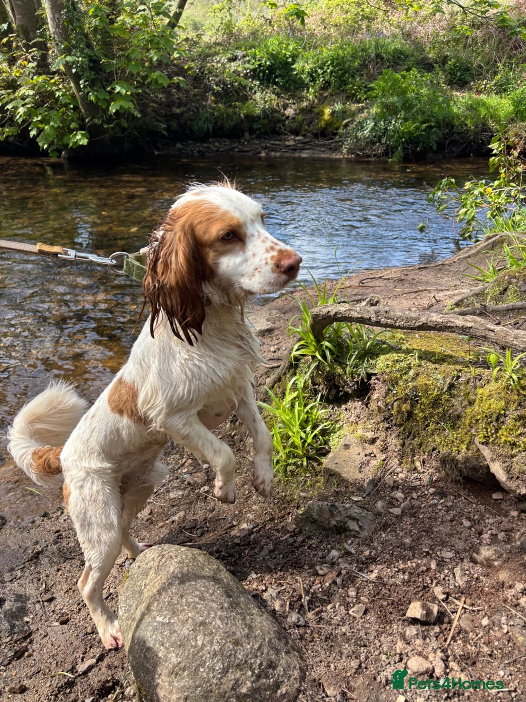 Cocker Spaniel dogs for sale: Cocker spaniel  - Advert 3
