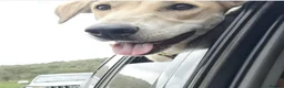 Mixed Breed dogs for adoption: Zuri is looking for a fun adventurous home in Fowey - Advert 10