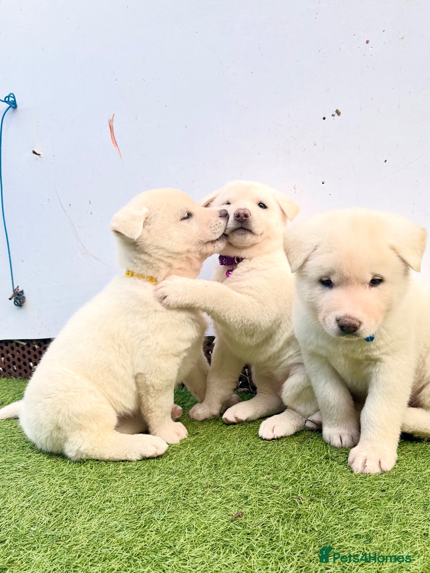 Akita dogs for sale: Akita puppy’s for sale - Advert 2