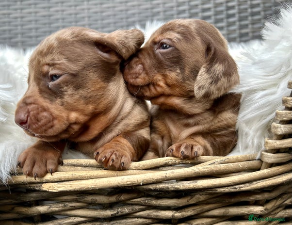 Miniature Dachshund dogs - Advert 12