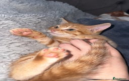 Mixed Breed cats for sale: Ginger blonde and ginger tabby  - Image 1