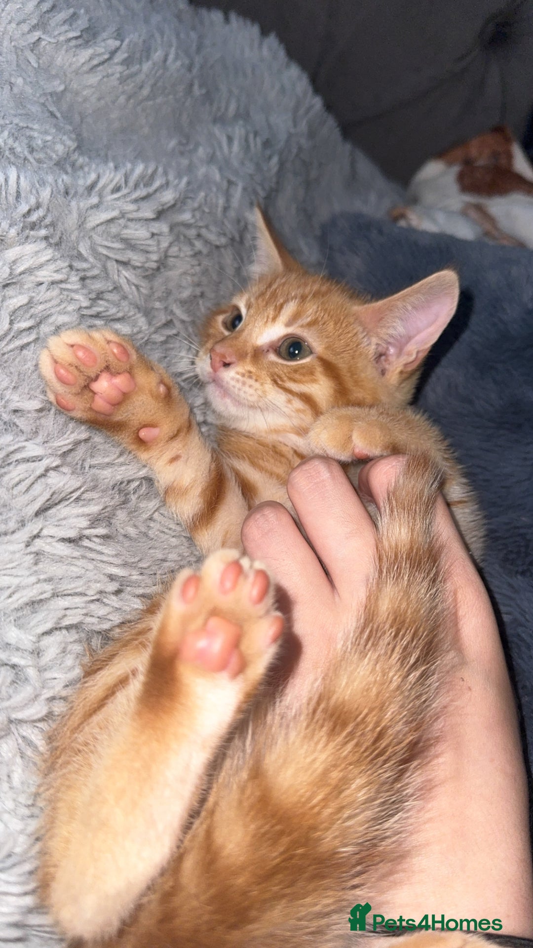 Mixed Breed cats for sale: Ginger blonde and ginger tabby  - Image 1