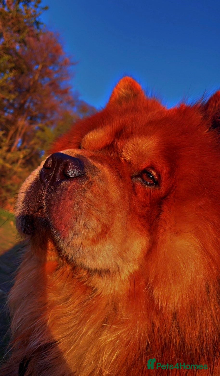 Chow Chow dogs Male for stud  - Advert 1