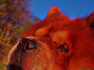 Chow Chow dogs Male for stud - Advert 2