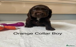 Cocker Spaniel dogs for sale: Beautiful Cocker Spaniel Puppies  - Image 10