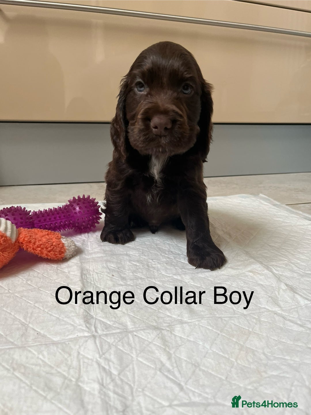 Cocker Spaniel dogs for sale: Beautiful Cocker Spaniel Puppies  - Image 10