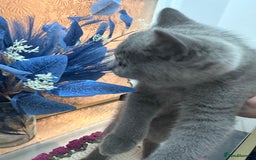 British Shorthair cats for sale: BSH kitten  - Image 3