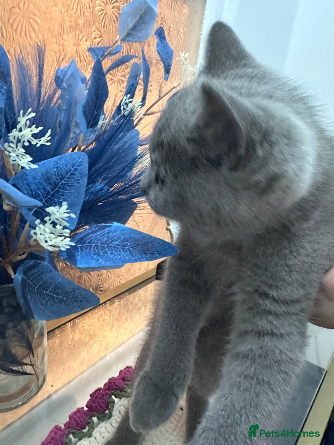 British Shorthair cats for sale: BSH kitten  - Image 3