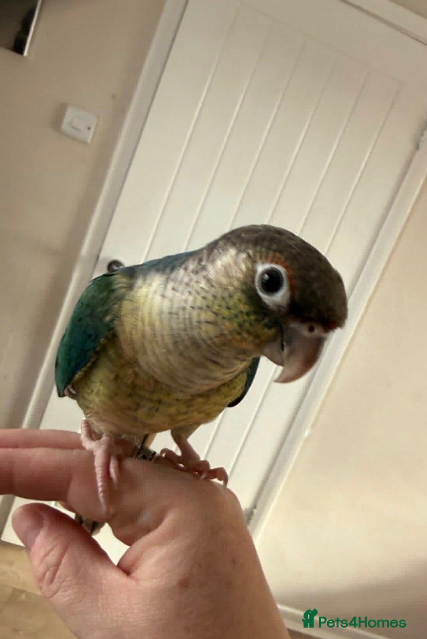 Conures birds Beautiful hand reared conure baby - Advert 17