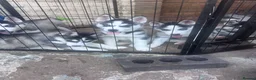 Siberian Husky dogs for sale: Puppies for sale - Advert 2