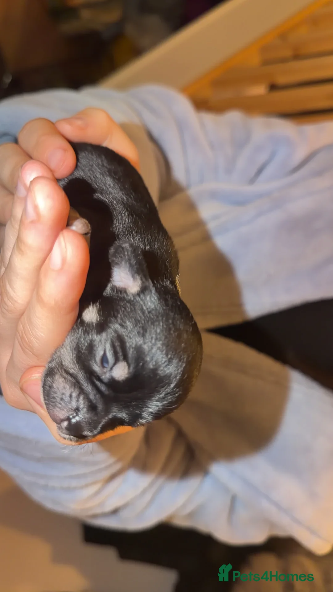 Chihuahua dogs for sale: 🌺Chihuahua puppies 🌺 - Advert 2