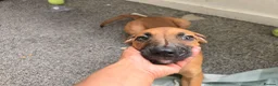 Mixed Breed dogs for sale: Ridgeback/American terrier/ english bulldog mix  in Coventry - Advert 32