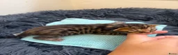 Bengal cats for sale: Beautiful Bengal cross kittens  - Advert 17
