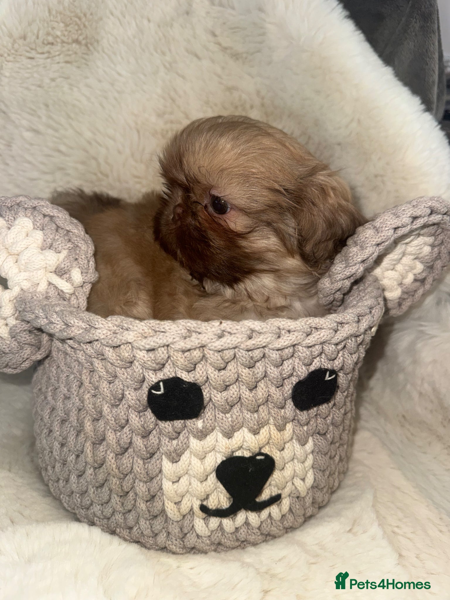 Shih Tzu dogs Imperial shin Tzu ready for new homes  - Advert 14