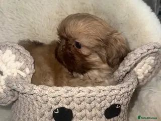 Shih Tzu dogs Imperial shin Tzu ready for new homes - Advert 14