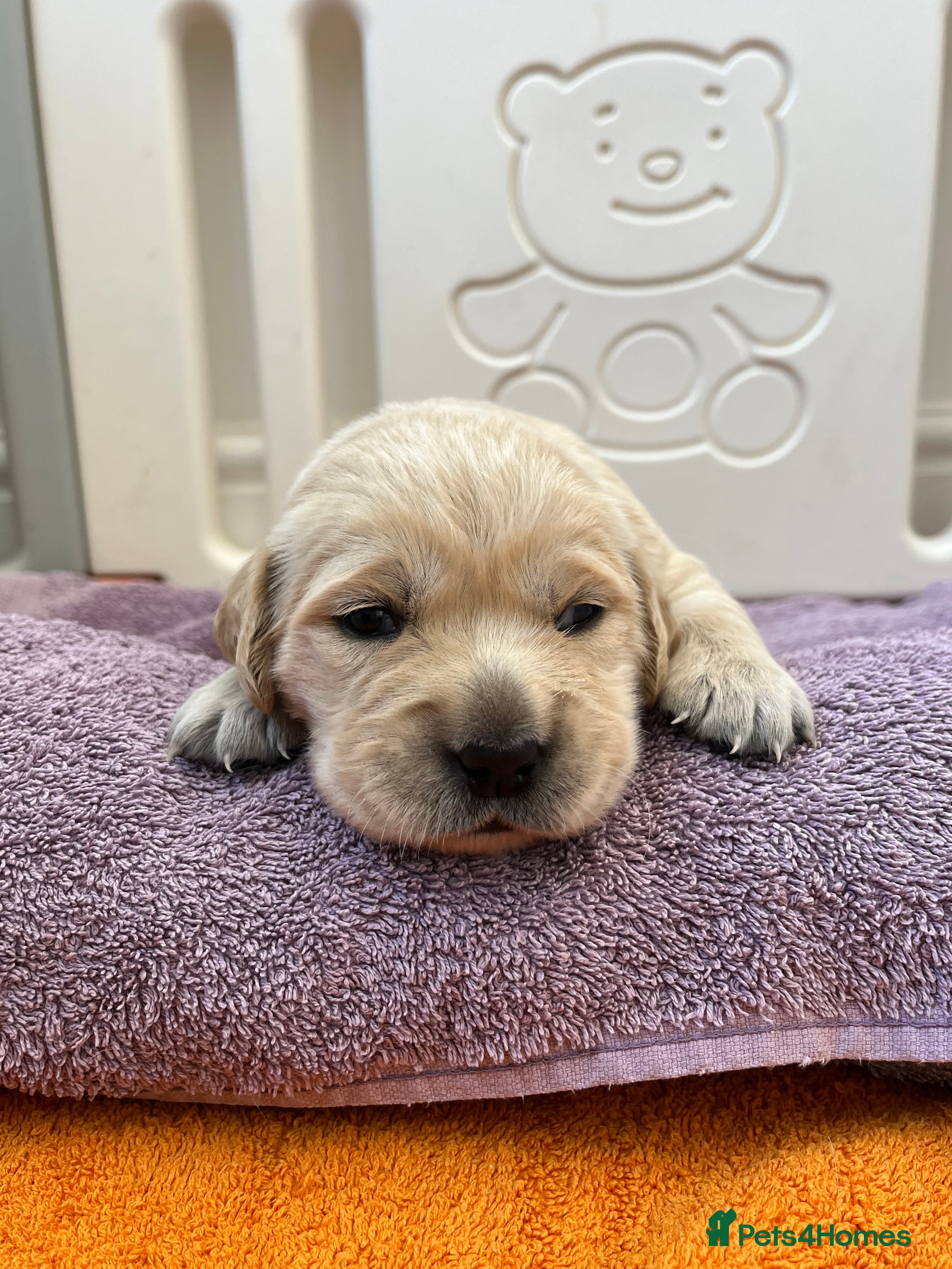 Golden Retriever dogs Golden retriever puppys - Advert 8