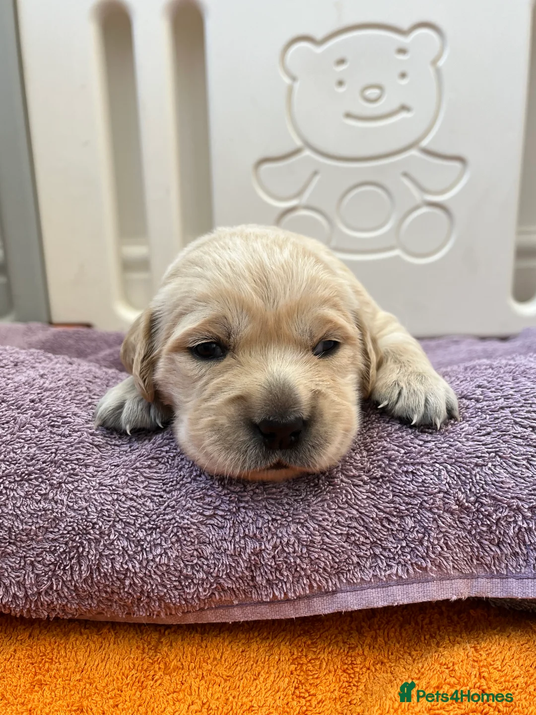 Golden Retriever dogs for sale: Golden retriever puppys - Advert 1