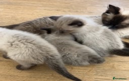 Ragdoll cats for sale: Chocolate point Ragdoll kittens🐈🧡💛💚 - Image 11