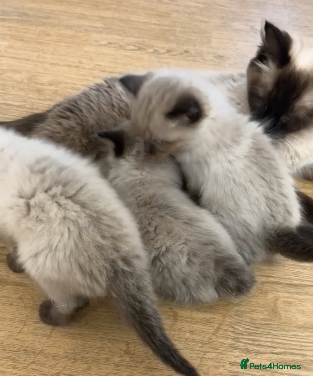 Ragdoll cats for sale: Chocolate point Ragdoll kittens🐈🧡💛💚 - Image 11