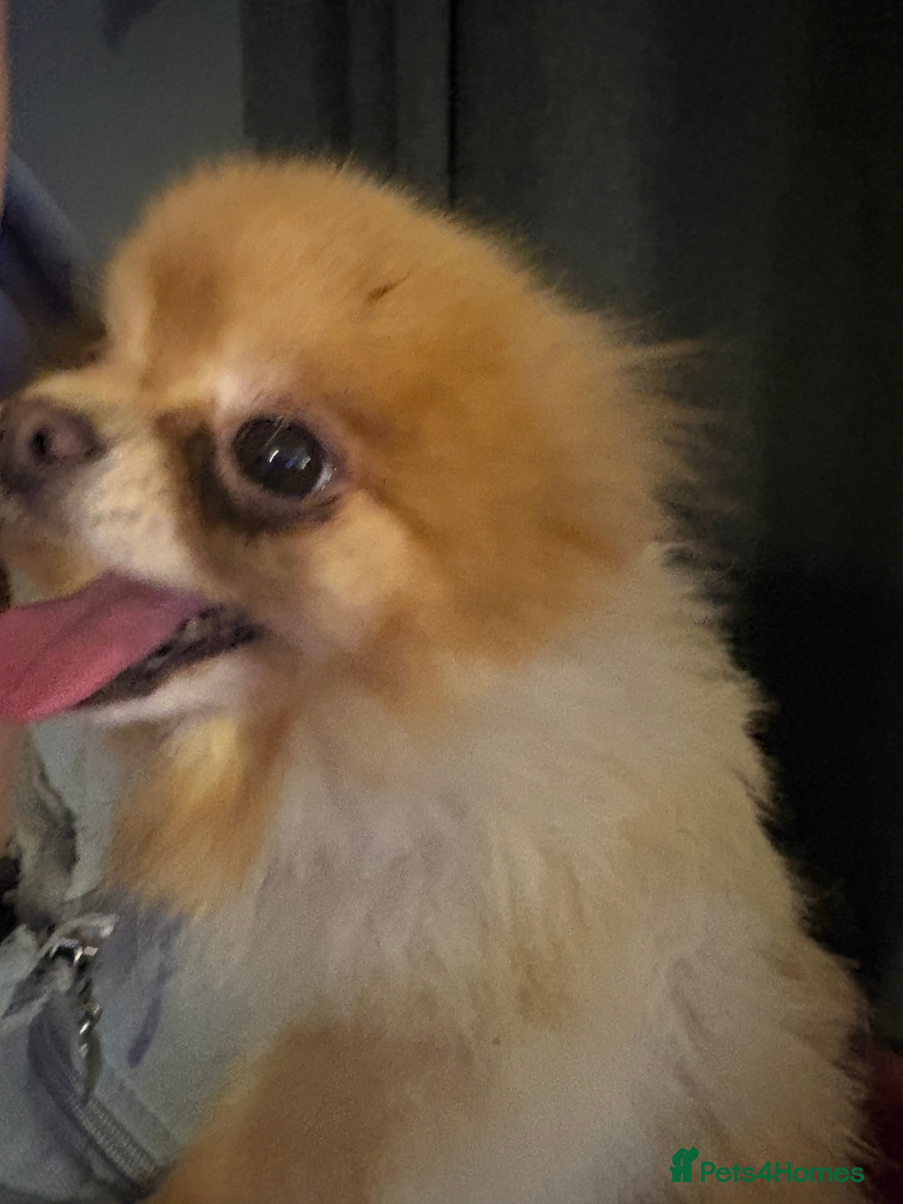 Pomeranian dogs Roxy  - Advert 1