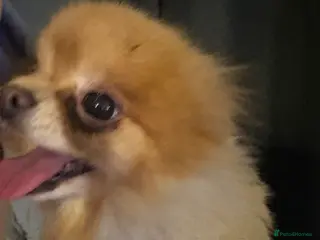 Pomeranian dogs Roxy - Advert 1