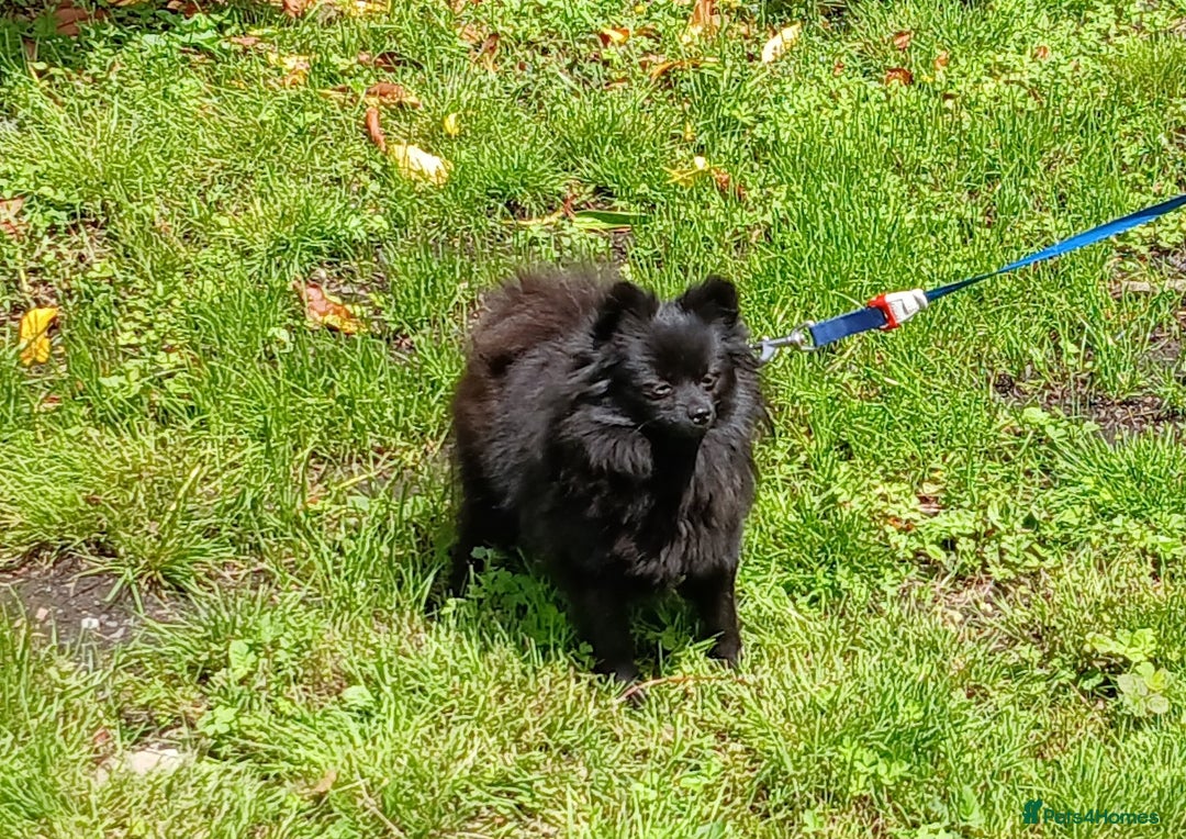 German Spitz dogs for sale: German Spitz Bitch - Image 3