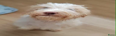 Rosie