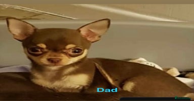 Chihuahua dogs - Advert 4