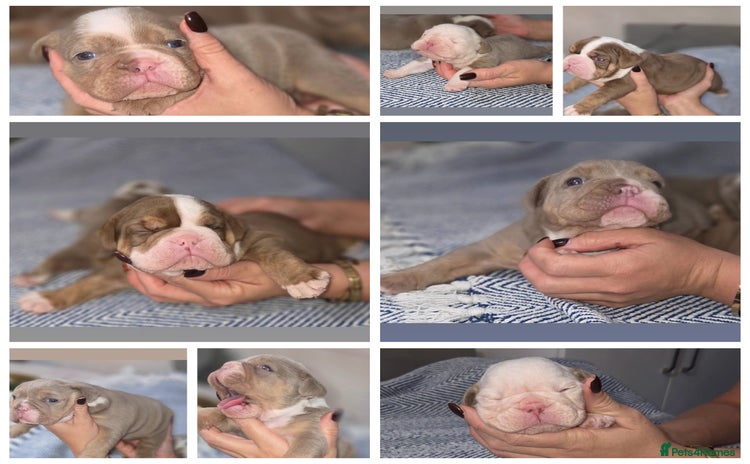 English Bulldog dogs - Advert 2