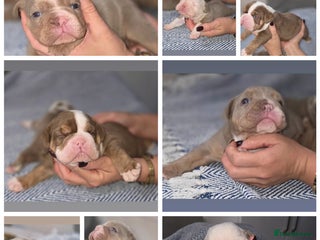 English Bulldog dogs - Advert 23