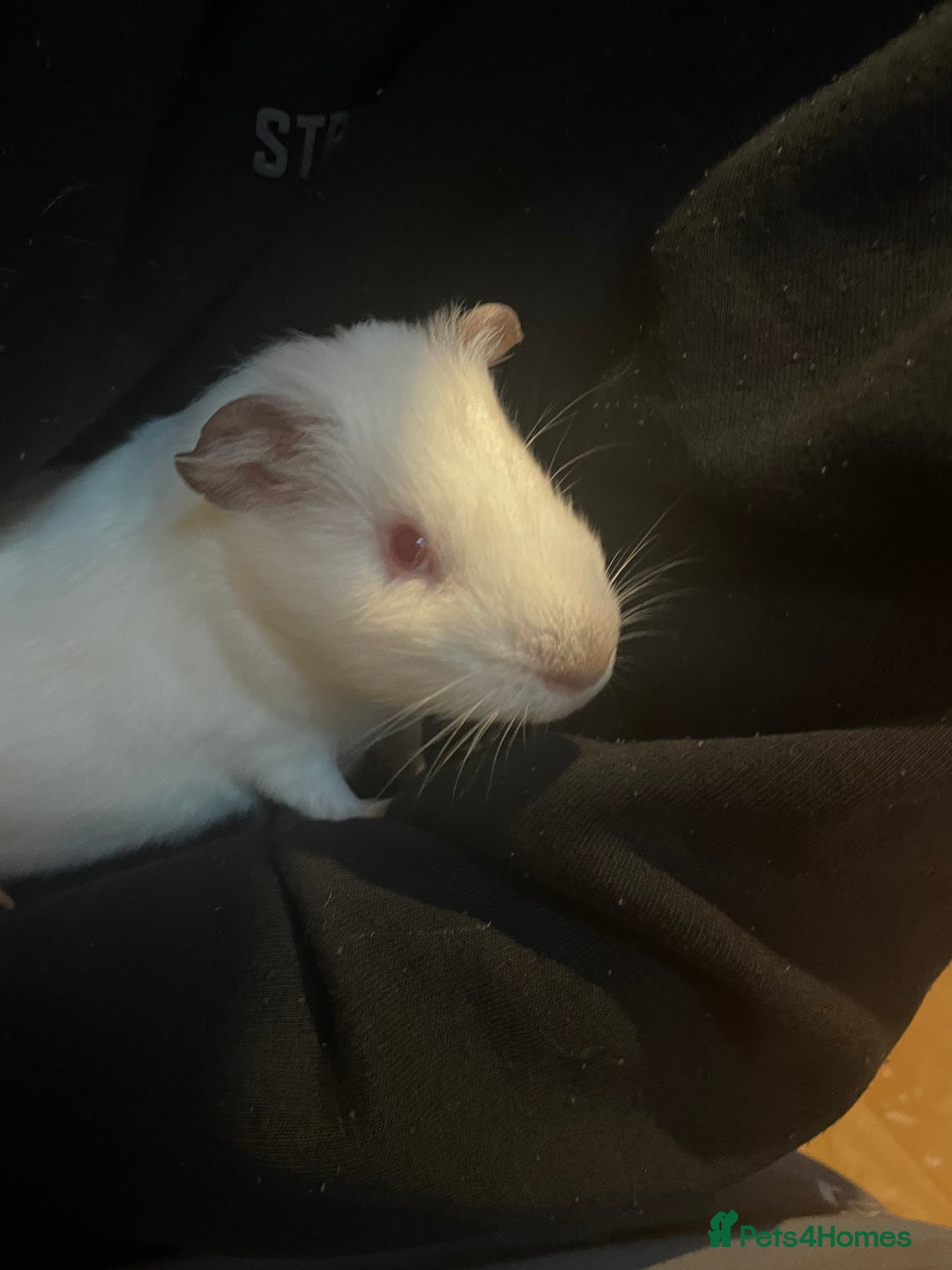 Guinea Pig rodents for sale: Two male guinea pigs - Image 2
