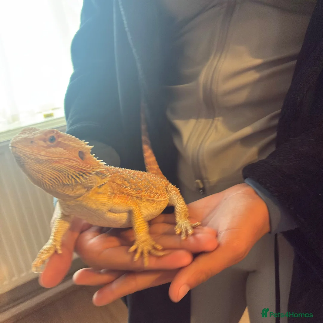 Bearded Dragon reptiles for sale: Bearded dragon  in Mexborough - Advert 1