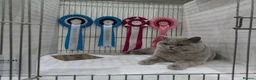British Shorthair cats for sale: British Shorthair 3yr old. male  - Advert 10