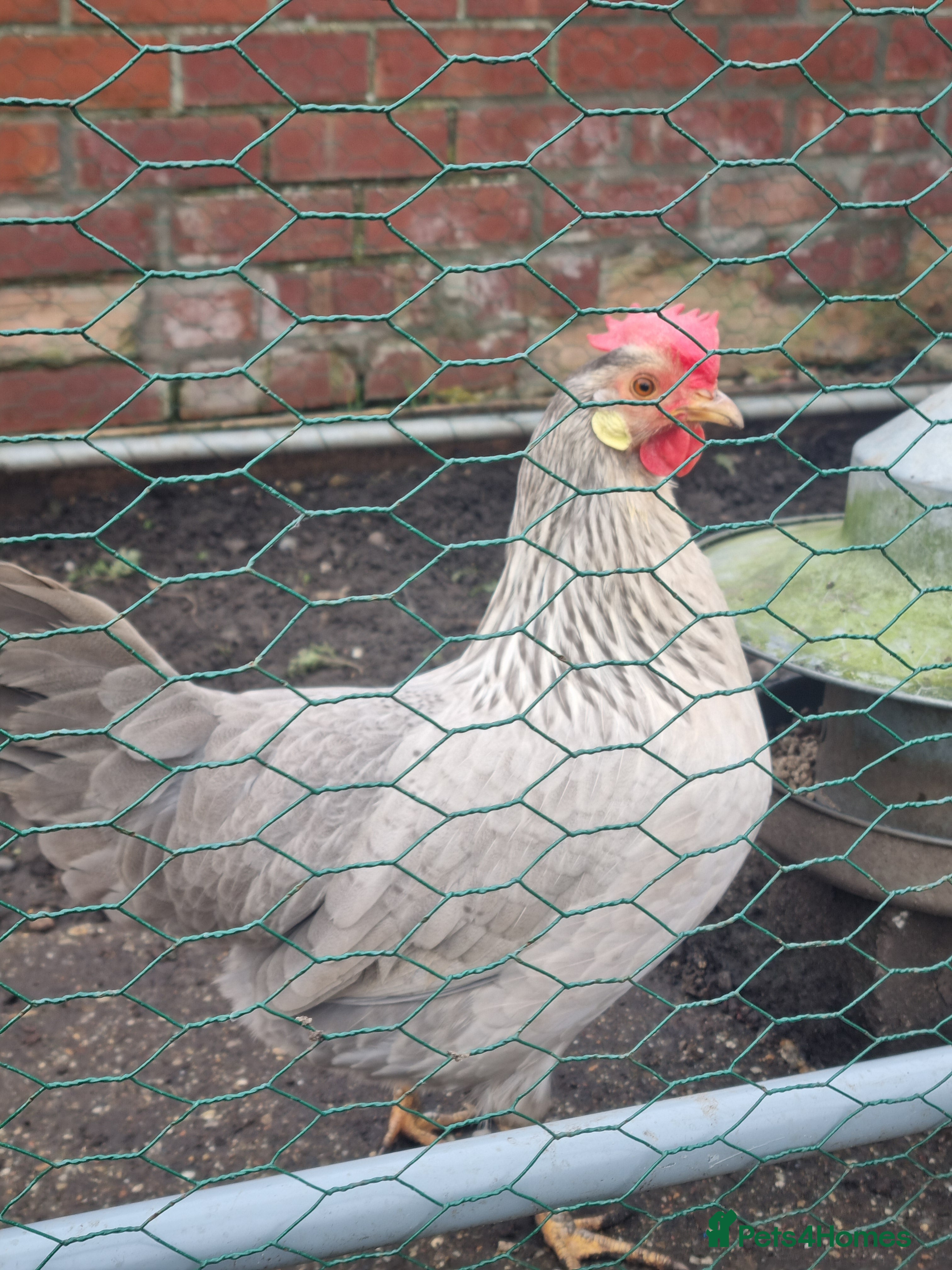 Mixed Breed birds Hens to good home - Advert 1