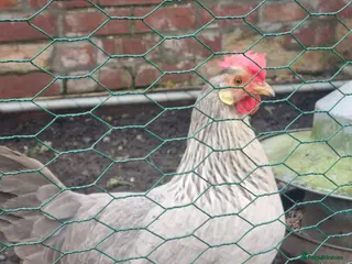 Mixed Breed birds Hens to good home - Advert 1