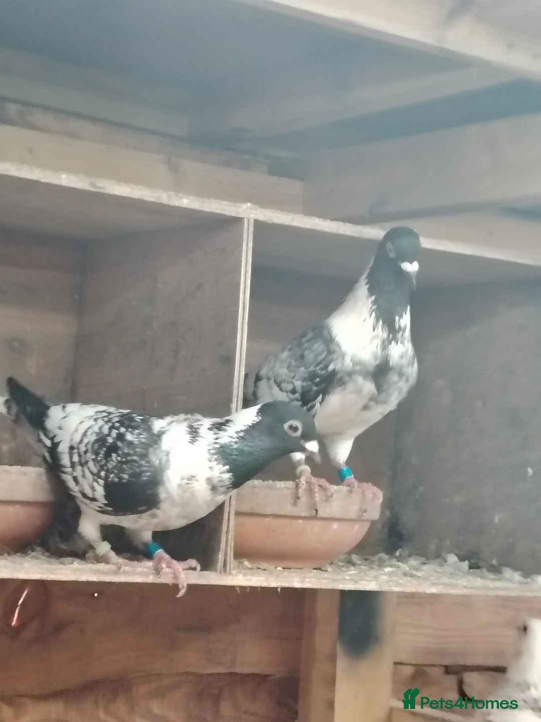 Pigeons birds for sale: pencil racing pigeon  - Advert 1