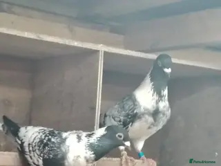 Pigeons birds pencil racing pigeon - Advert 1