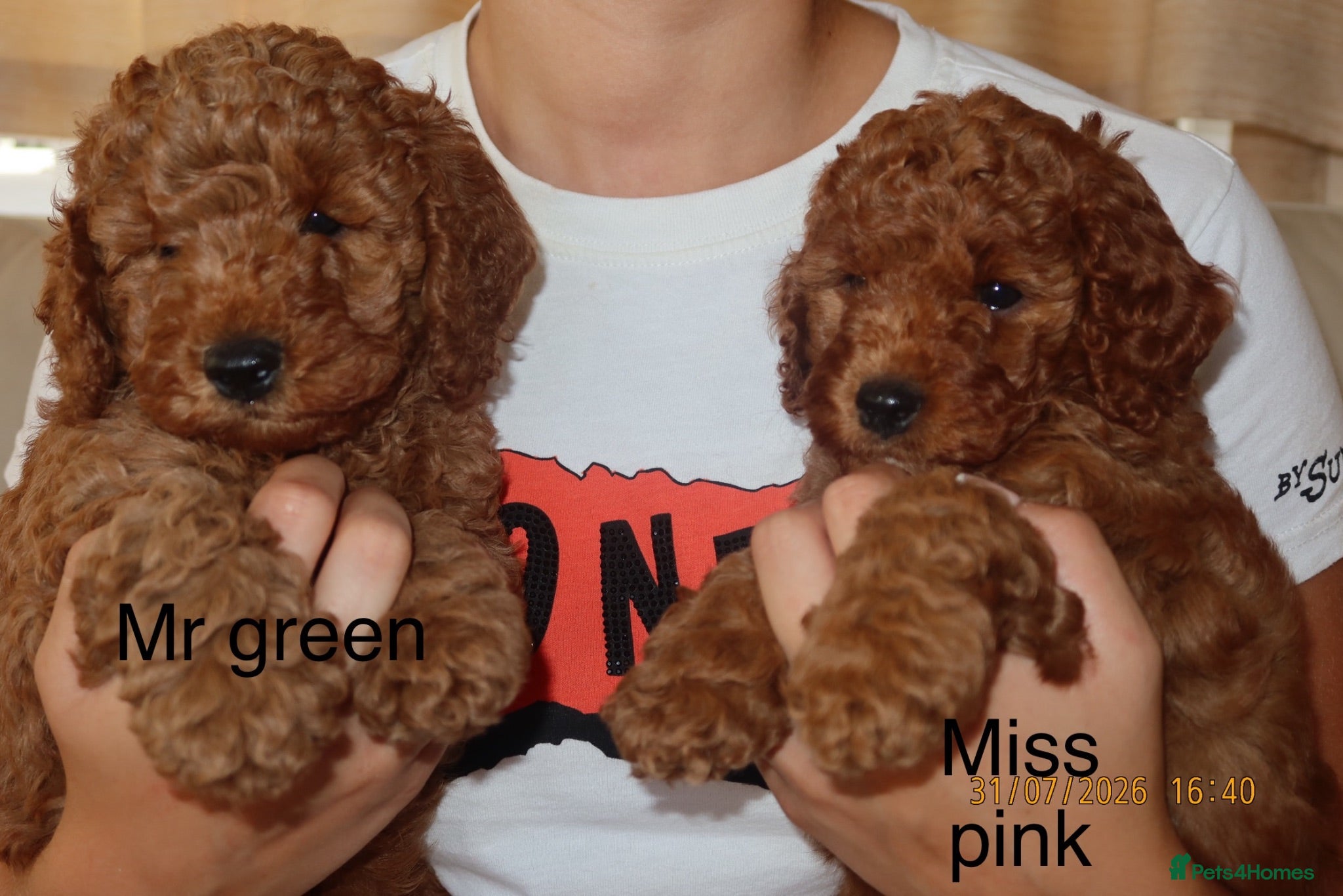 Cockapoo dogs for sale: STUNNING COCKAPOO PUPPYS EXTENSIVELY HEALTH TESTED - Advert 1