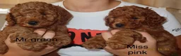 Cockapoo dogs for sale: STUNNING COCKAPOO PUPPYS EXTENSIVELY HEALTH TESTED - Advert 1