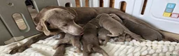 Labrador Retriever dogs for sale: 6 STUNNING KC SILVER LAB PUPPIES  - Advert 5