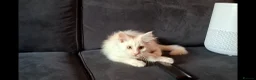 Maine Coon cats for sale: Pedigree Maine Coon Kittens in Manchester  - Advert 17