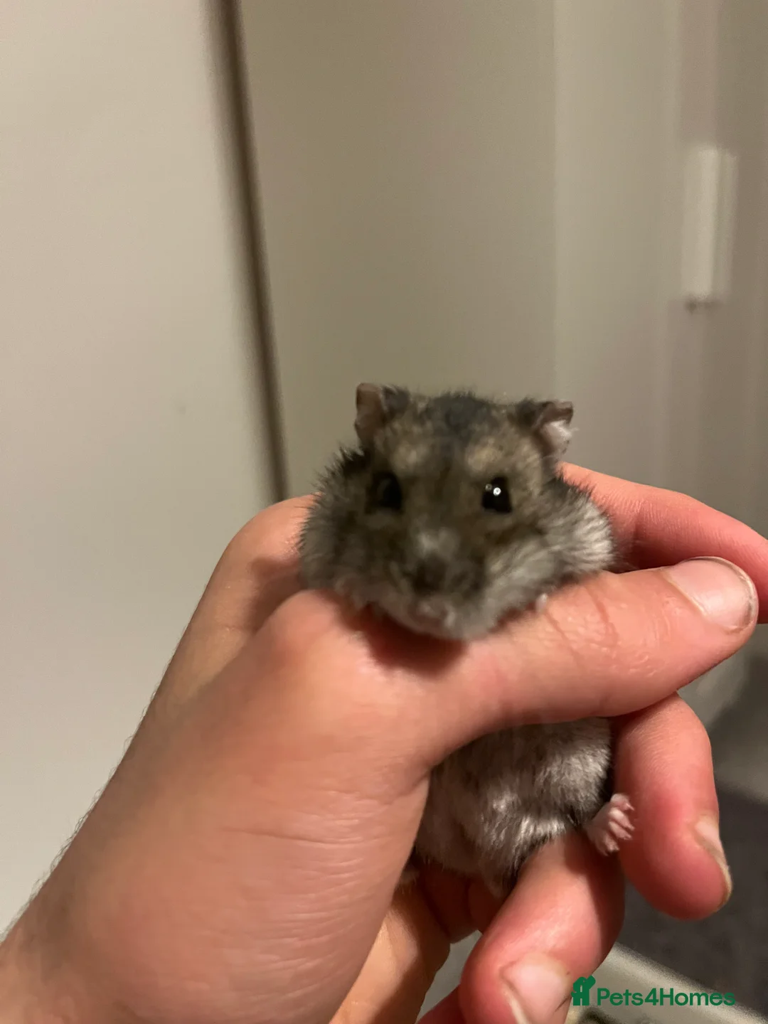 Hamster rodents for sale: Healthy grey whitish hamster - Advert 2