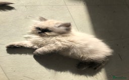 Persian cats for sale: Unique beautiful Persian kittens  - Image 1