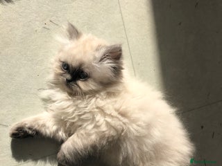 Persian cats for sale - Advert 1