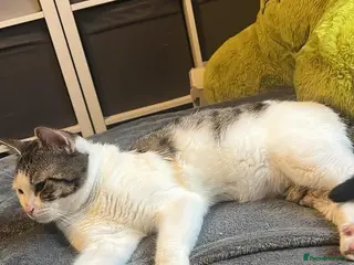 Mixed Breed cats Male Bengal x domestic for stud - Advert 10