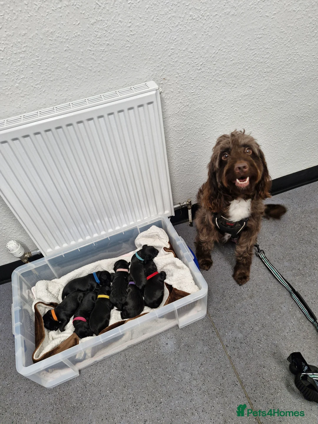 Sproodle dogs for sale: Sproodle f1b puppies - Advert 35