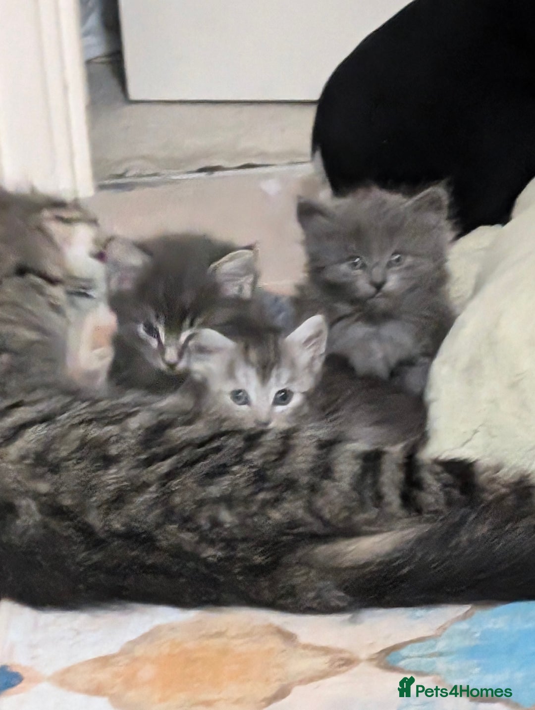 Mixed Breed cats for sale: Three incredibly beautiful kittens - Image 9