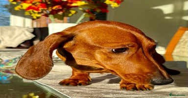 Miniature Dachshund dogs Archie: The Puppy Who Survived a Breeder’s Hell - Advert 5