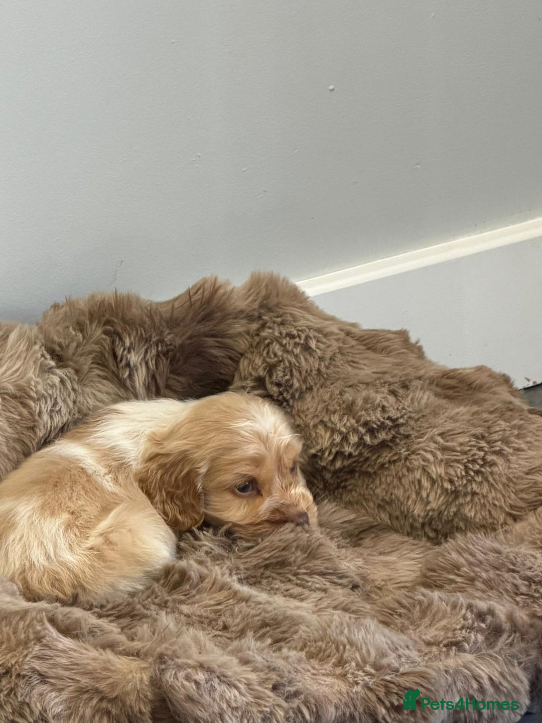 Cocker Spaniel dogs for sale: Show Cocker spaniel puppies orange roan - Advert 10