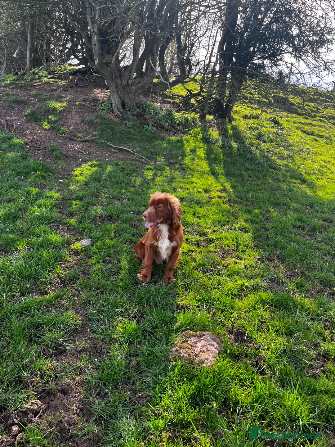 Cocker Spaniel dogs for stud: HEALTH TESTED KC WORKING COCKER SPANIEL STUD in Wolverhampton - Advert 2